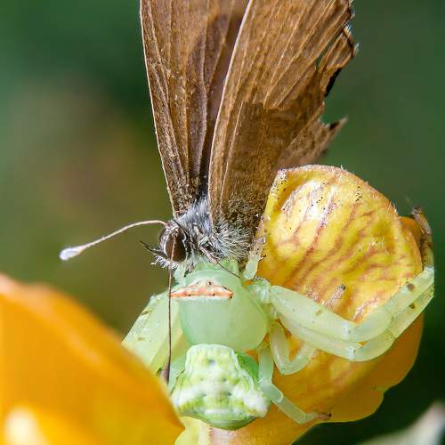 Photo #9543564