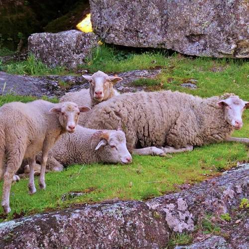 Sheep
