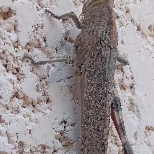 le criquet du Sahara, blessé,