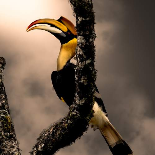 Power of color in nature