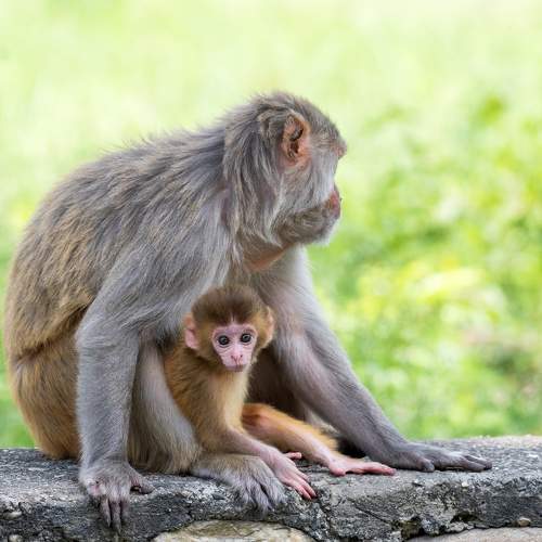 The Curious Kid