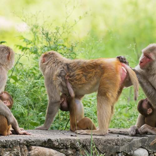 Monkey business
