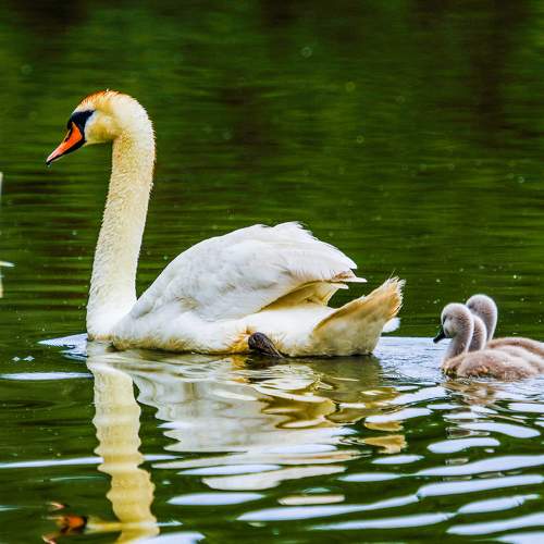 Photo #9548973