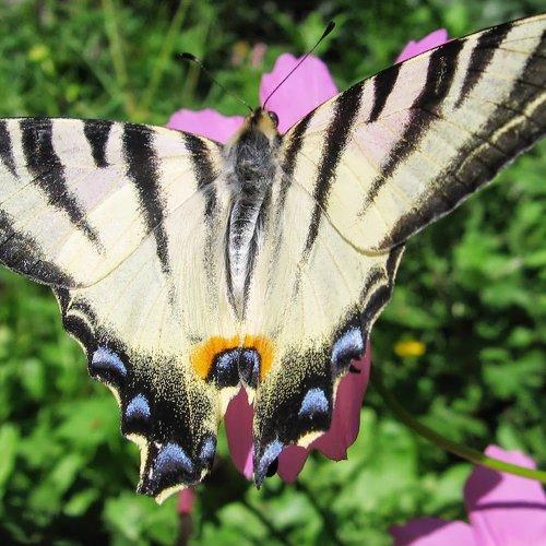 Photo #958554