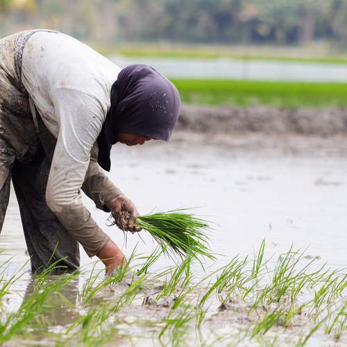 Rice Planting Season
