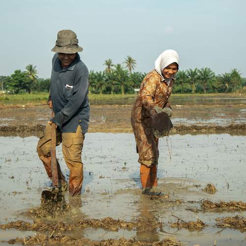 Plowing Rice Fields
