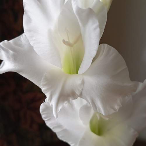 Photo #9551127