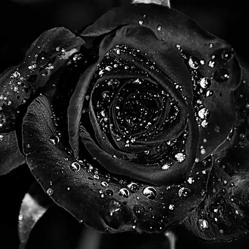 Photo #9551289