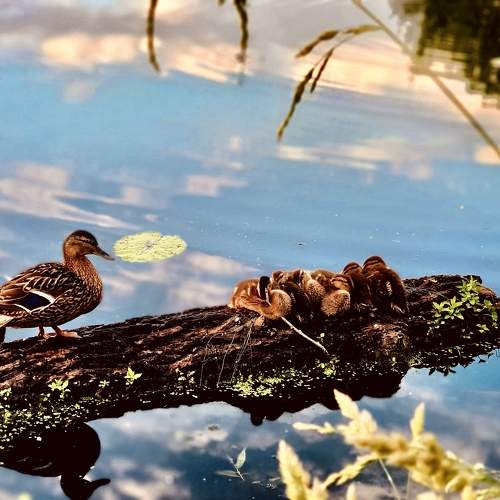 Photo #9554499