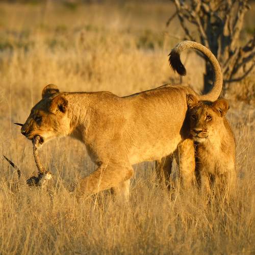 Photo #9555140