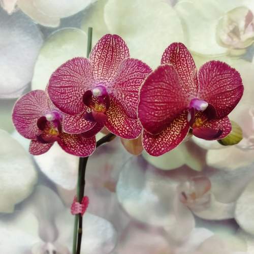 Photo #9555655