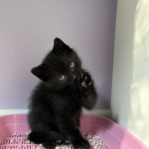 Photo #9556077