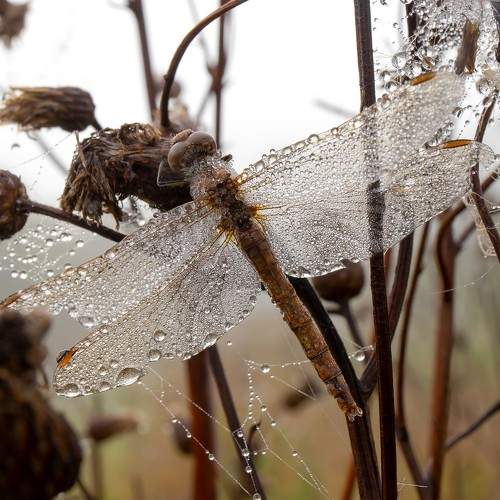 Photo #9557491