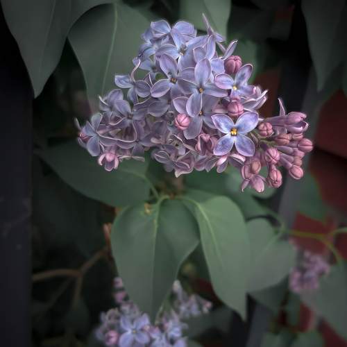 Lilac