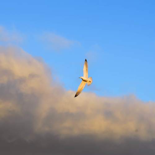 Photo #9559205