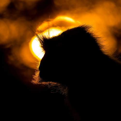 Photo #9559269