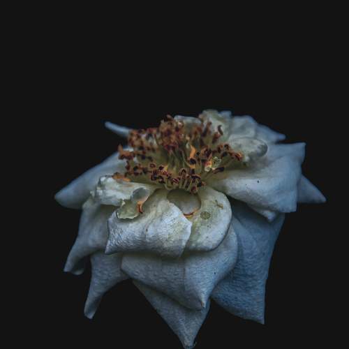 Photo #9559817