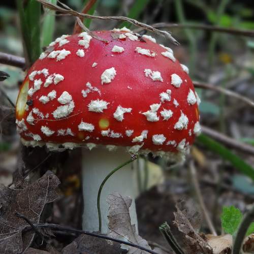 Photo #9560709