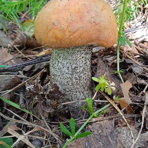 Photo #9563154