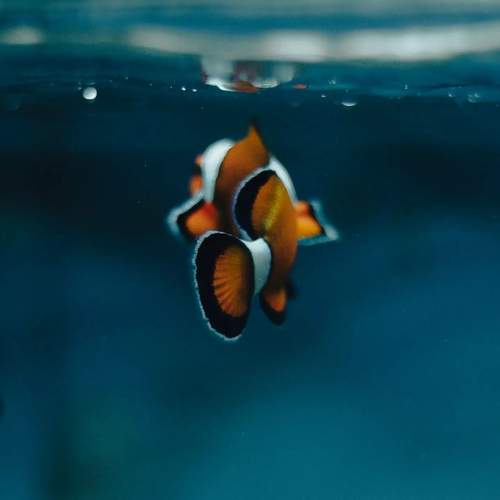Photo #9563868