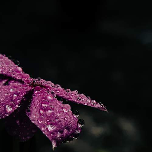 Droplets on Petal