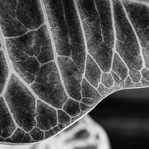 Veins