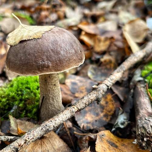 Photo #9565884