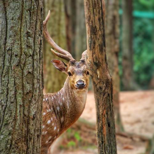 Axis Deer