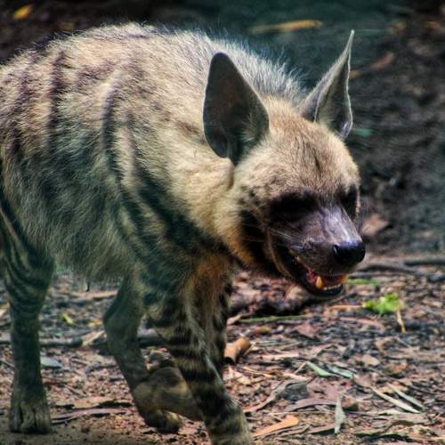 The Hyena