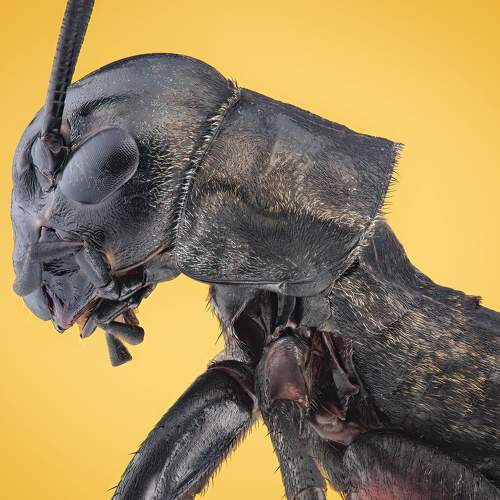 ŚWIERSZCZ POLNY (Gryllus campestris)