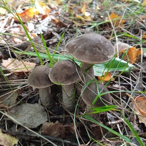 Photo #9570373