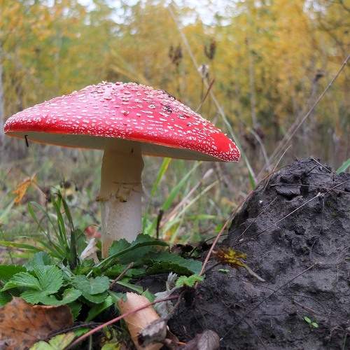 Photo #9572118
