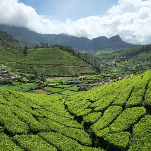 Munnar landscape