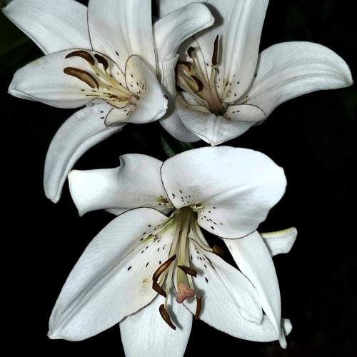 Photo #9572939