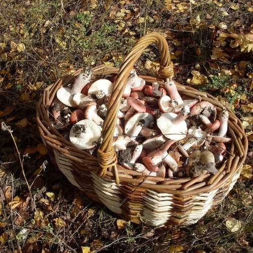 Photo #9573189