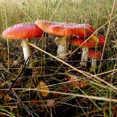 Photo #9573403