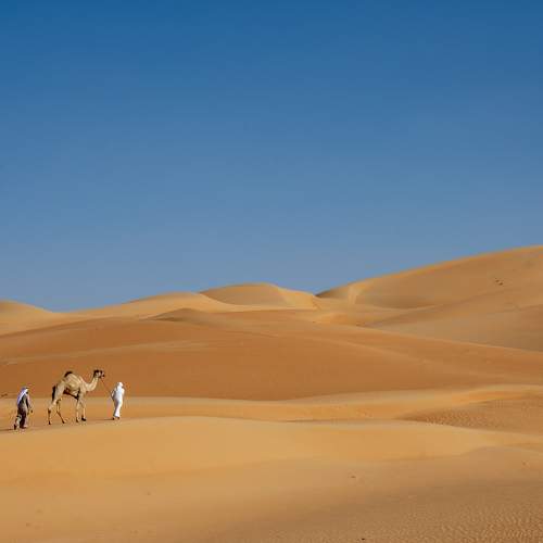 Life in Desert