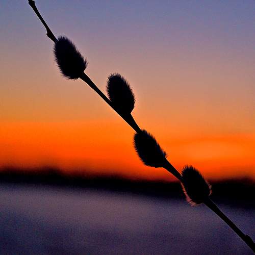 Photo #9575591