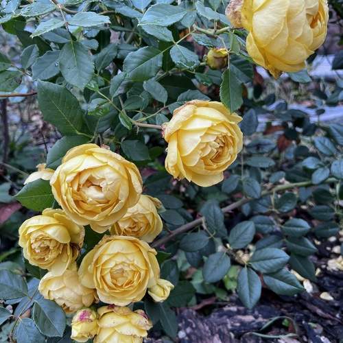 Photo #9577464