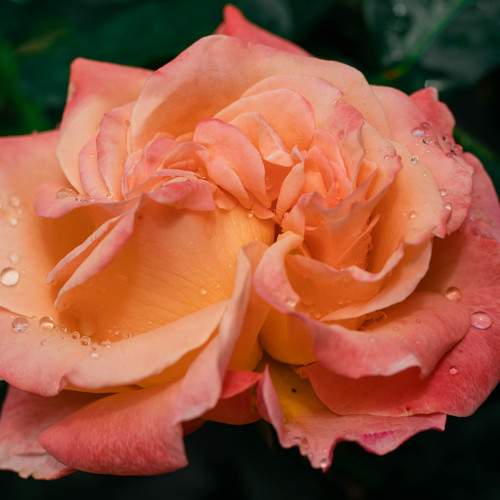 Photo #9578903