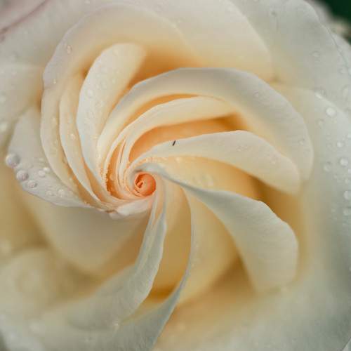 Photo #9578910