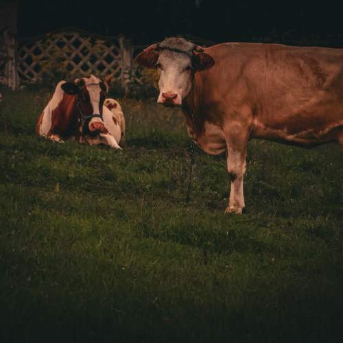 Photo #9580627
