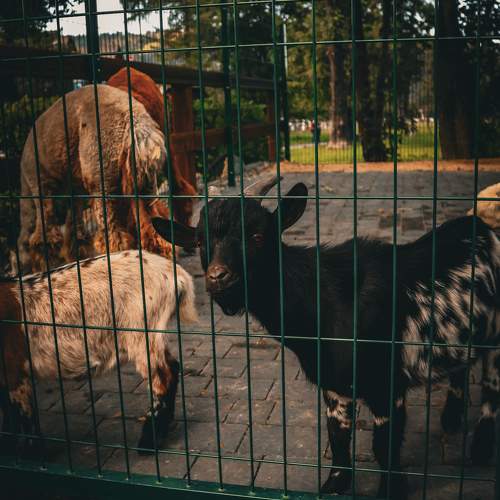Photo #9580634