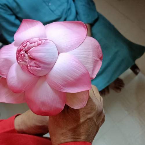 Lotus flower