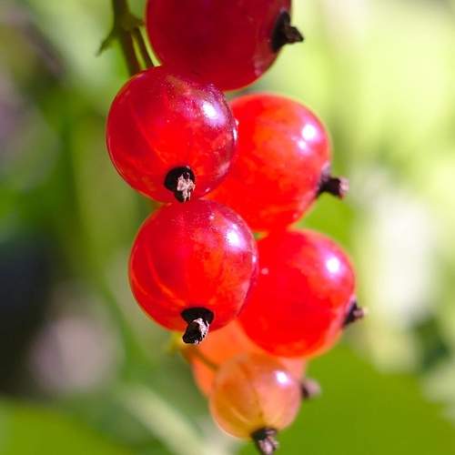 Photo #9581128