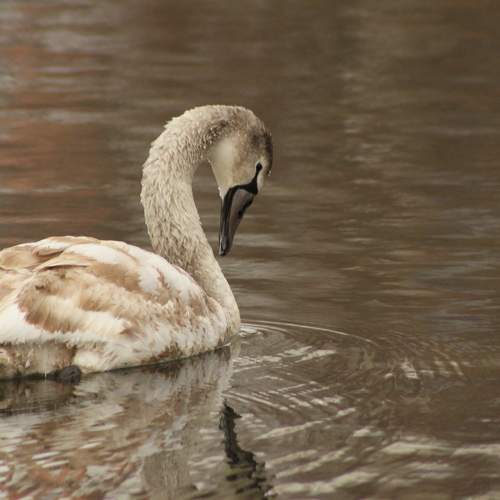 Photo #9582178