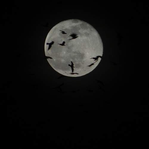 Birdlight