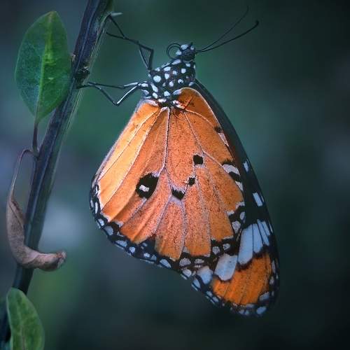 Photo #9583870
