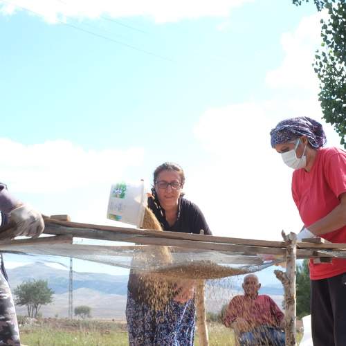 Buğday Hasadi