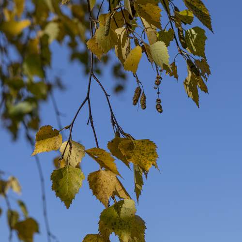 Photo #9584774
